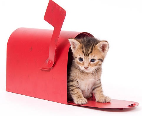 catMail catMail